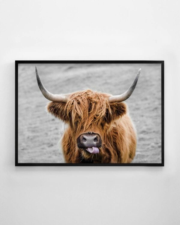 Highland Cow Print