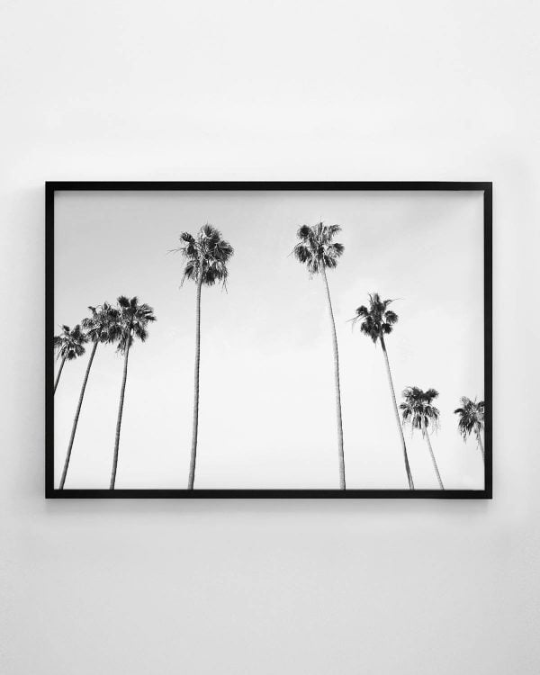Palm Tree Print