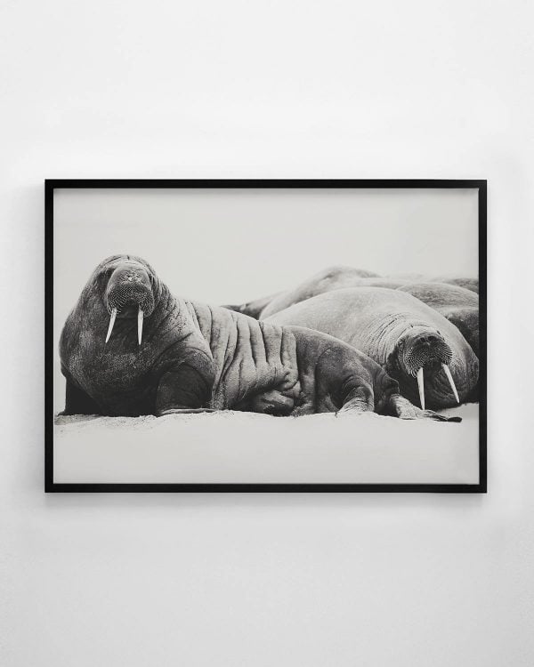 Walrus Print