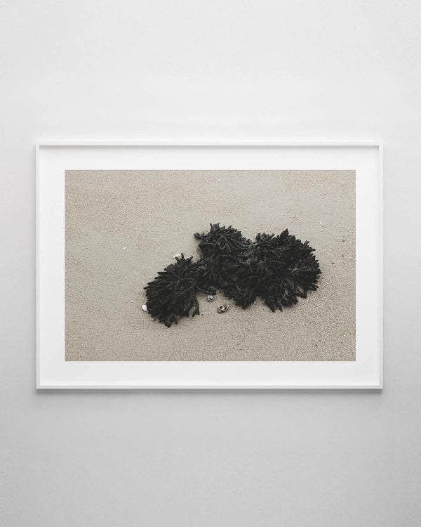 Seaweed Print
