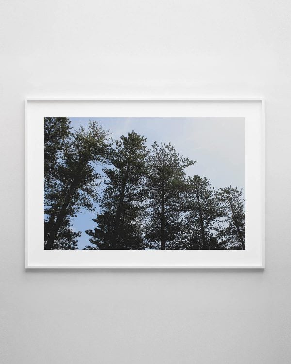 Pine Trees Print