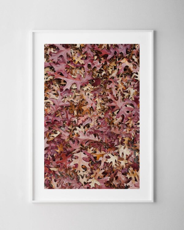 Autumn Leaves Print