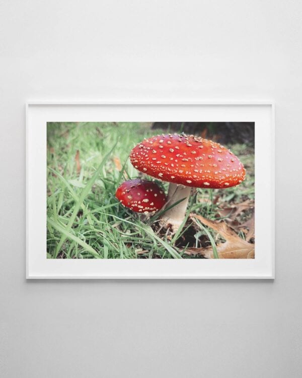 Toadstools Print