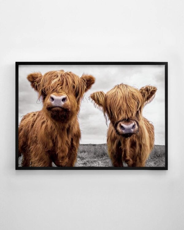 Two Highland Cows Print