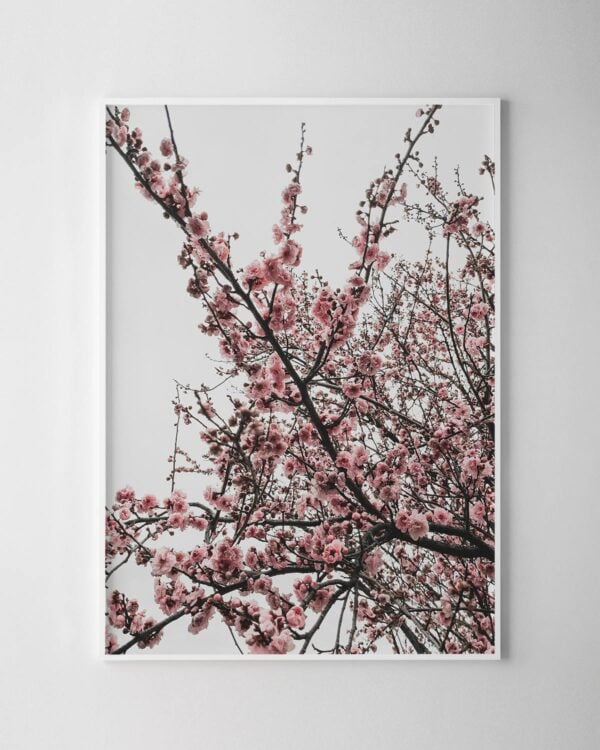 Cherry Blossoms Print No.1