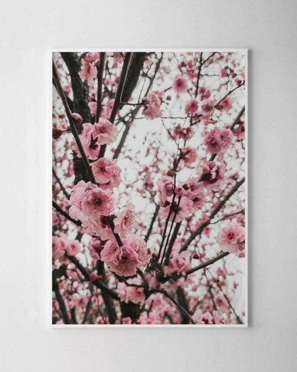 Cherry Blossoms Print No.2