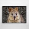 Cute as a Quokka Print