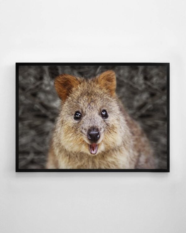 Cute as a Quokka Print