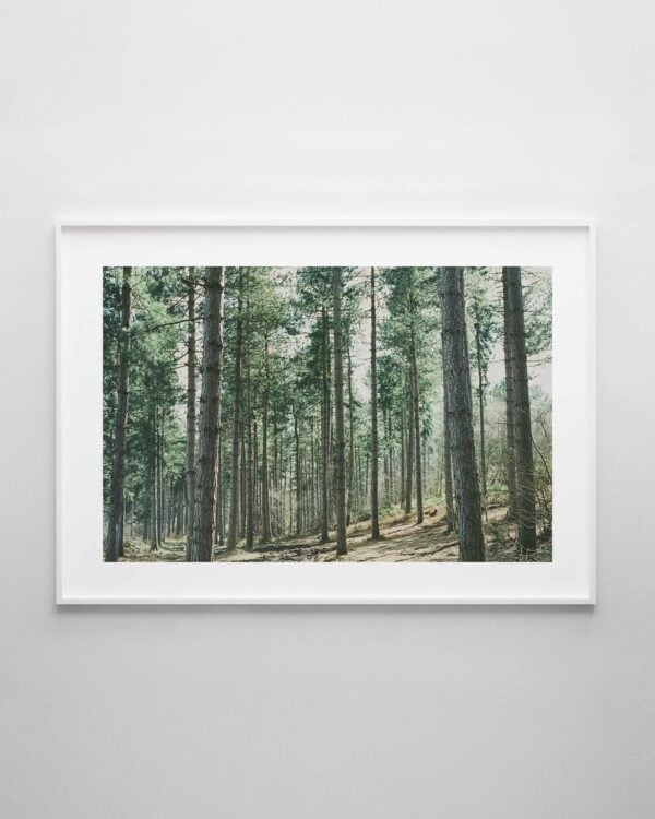 Forest Print