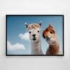 Two Alpacas Print