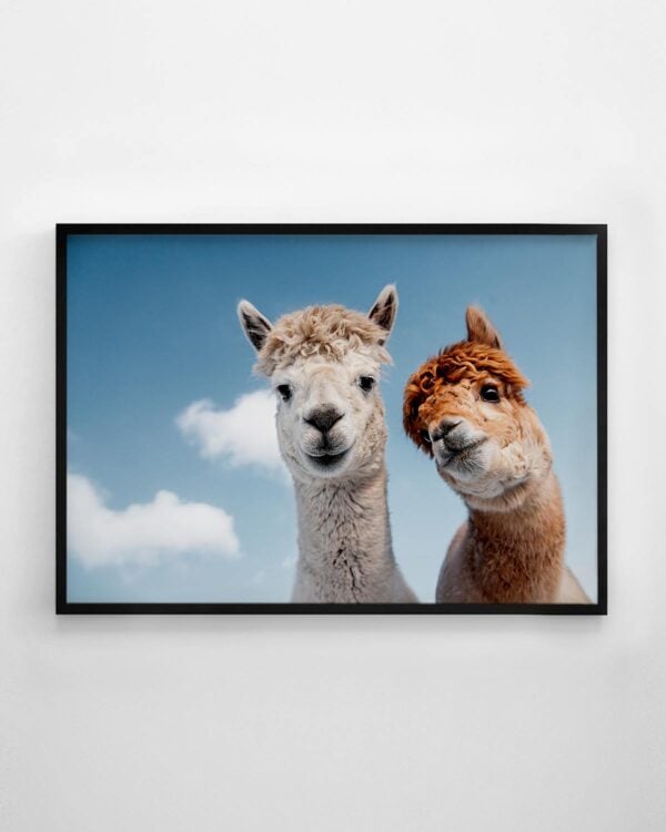 Two Alpacas Print