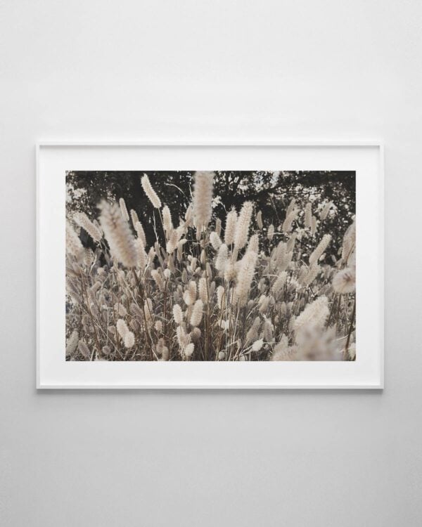 Bunny Tail Grass Print No.1