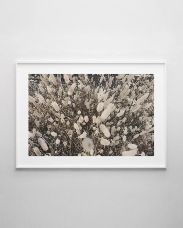 Bunny Tail Grass Print No.2