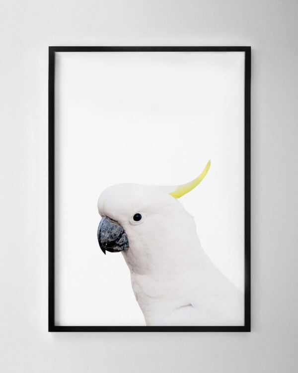 Cockatoo Print