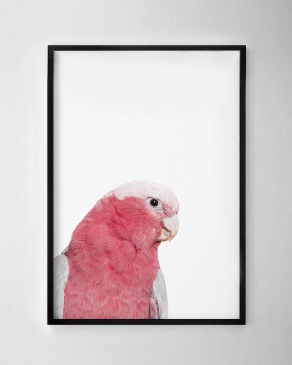 Galah Print