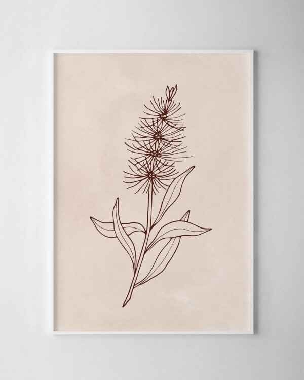 Native Illustrative Print – Bottlebrush