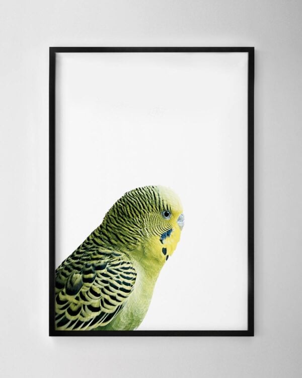 Budgerigar Print