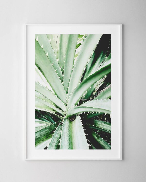 Aloe Print