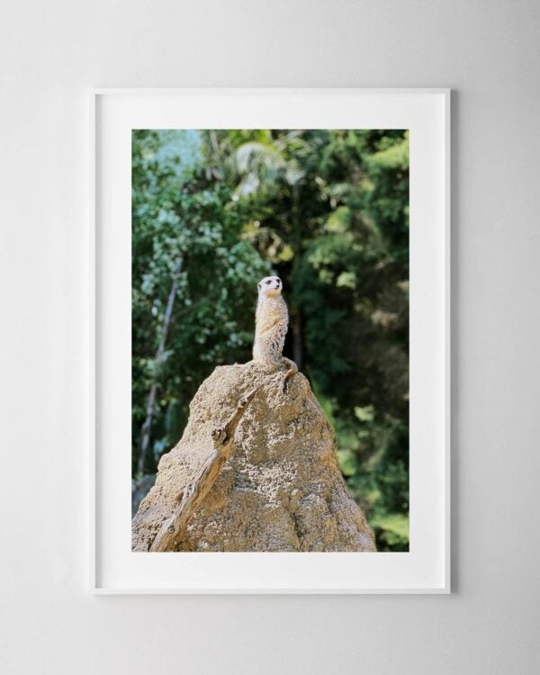 Meerkat on a Rock Print