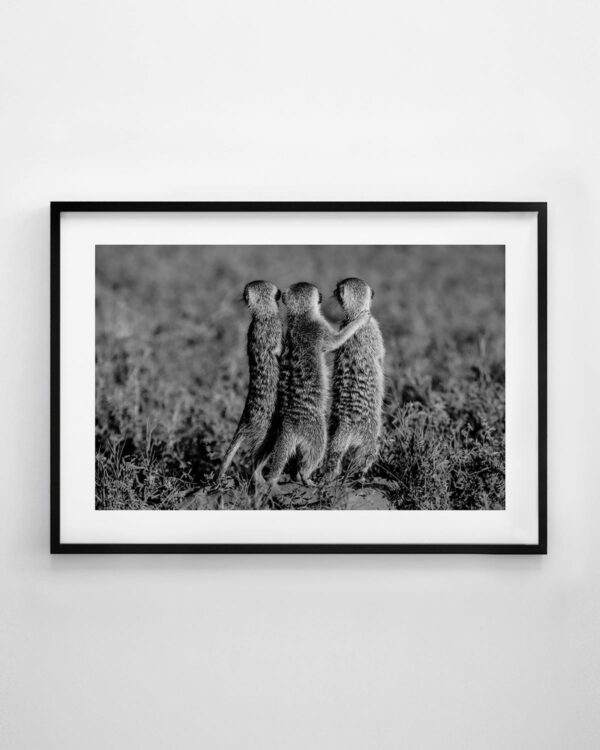 Meerkats Print