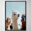 Three Alpacas Print