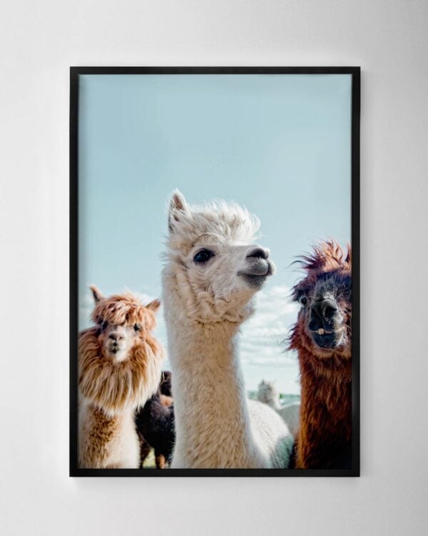 Three Alpacas Print