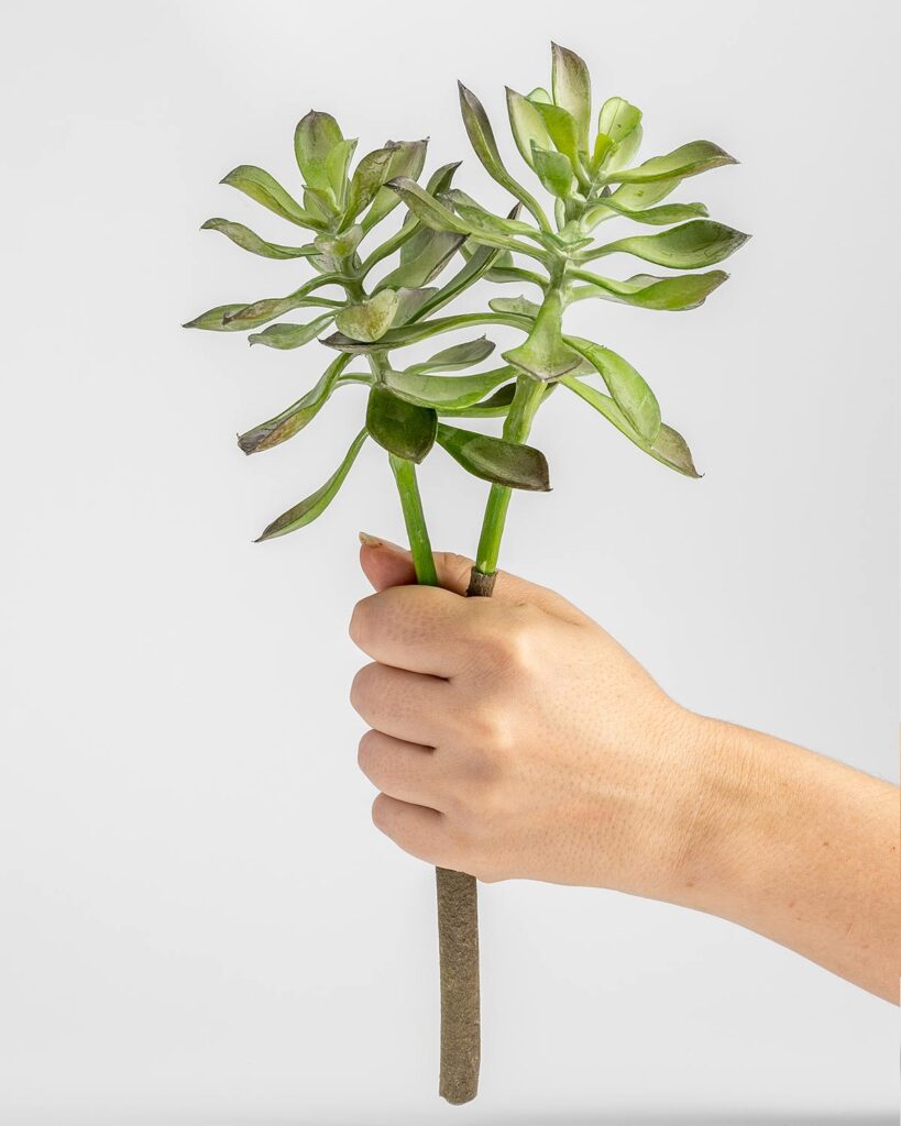 Artificial Long Echeveria Stem Chelsea Chelsea