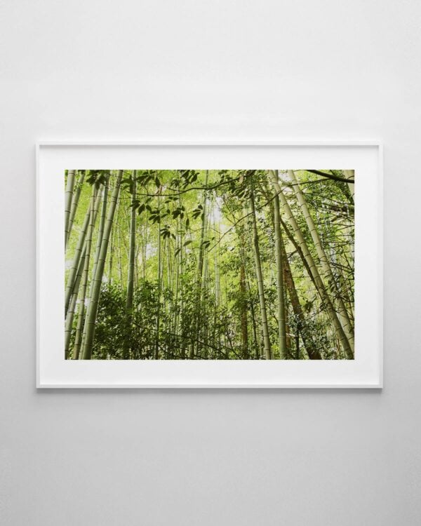 Bamboo Forest Print No.1