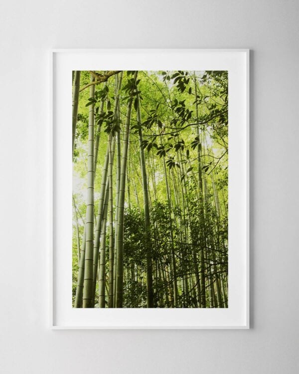 Bamboo Forest Print No.2