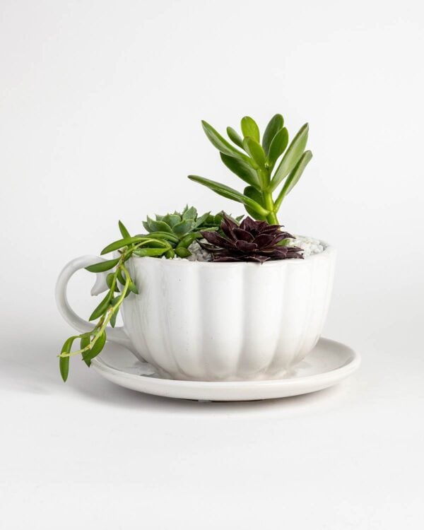Tea Cup Planter