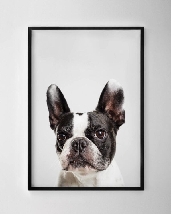 Frenchie Print