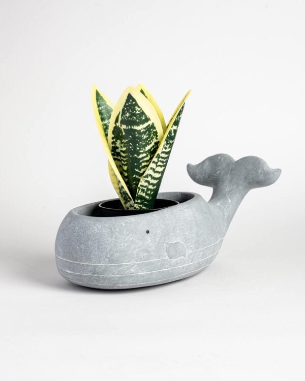 Moby Whale Planter