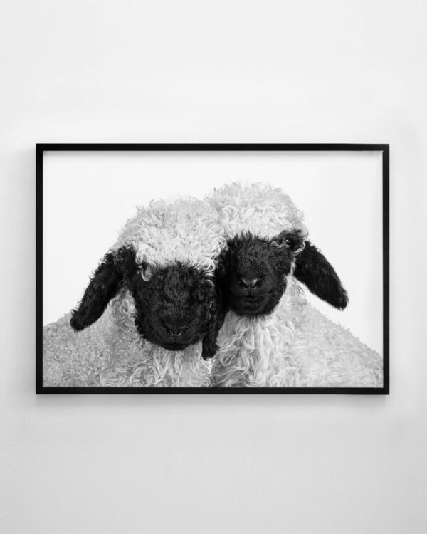 Valais Blacknose Sheep Print