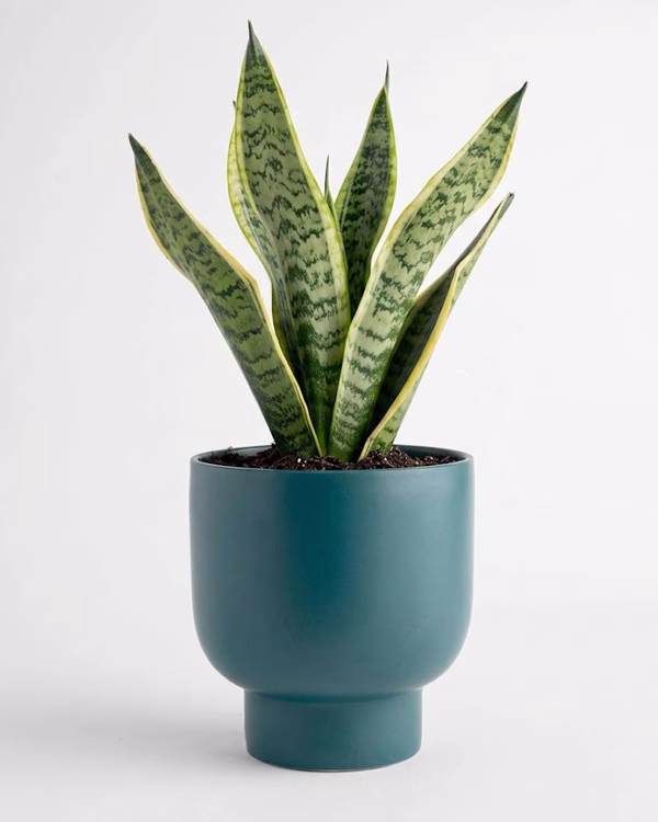 Buffalo Planter - Forest