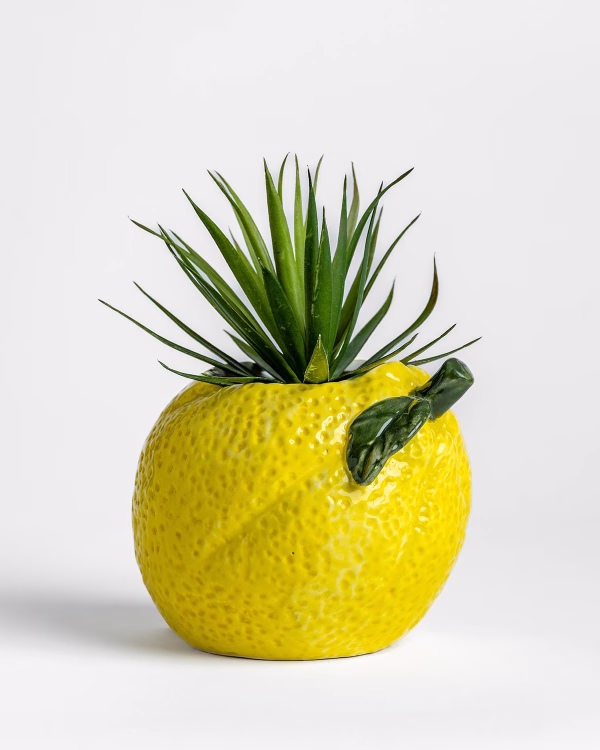 Lemon Planter