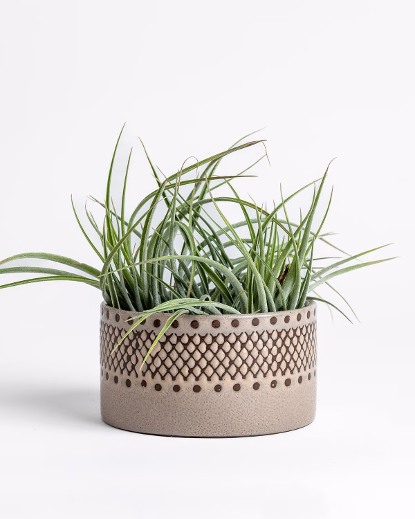 Thea Tribal Planter