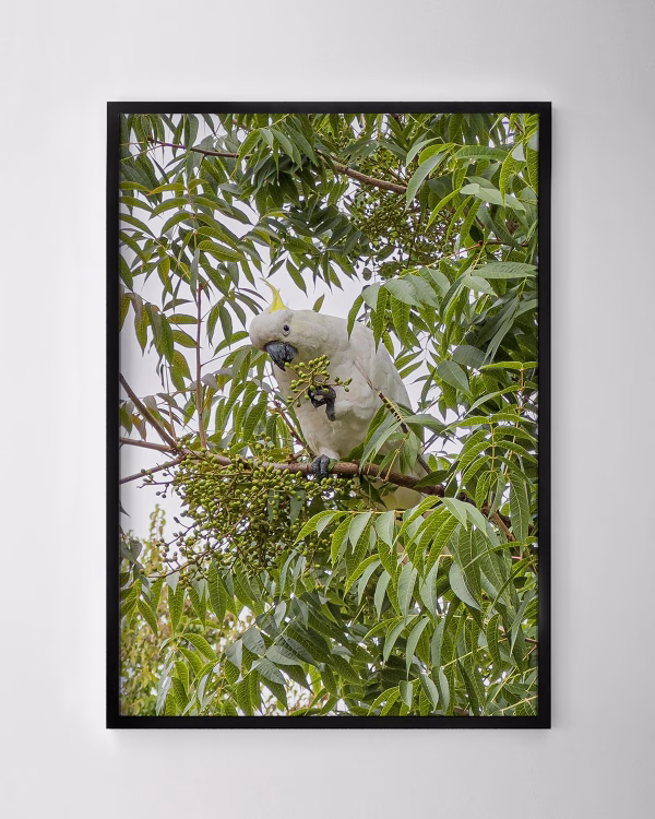 Cockatoo in a Tree Print