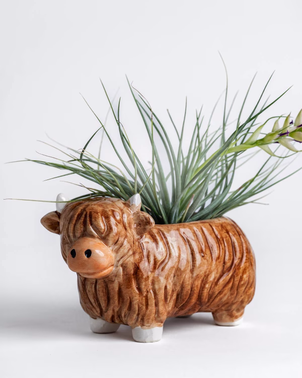 Highland Cow Planter – Large