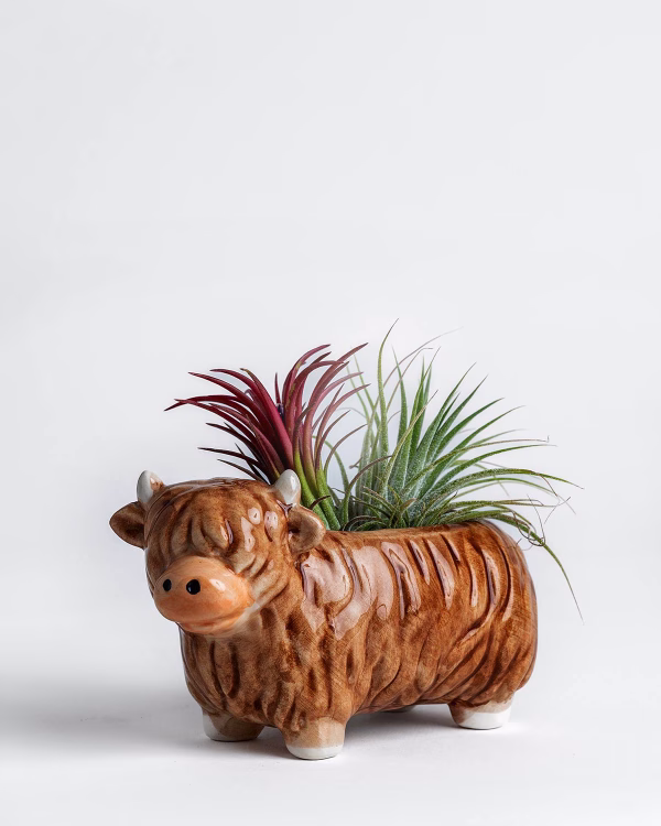 Highland Cow Planter – Small