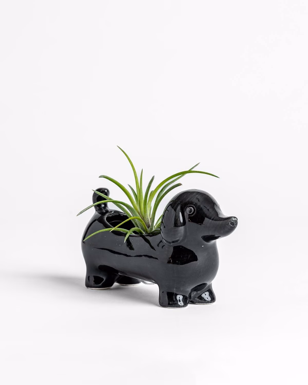 Dachshund Planter – Small – Black