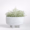 Icaria Bowl Planter