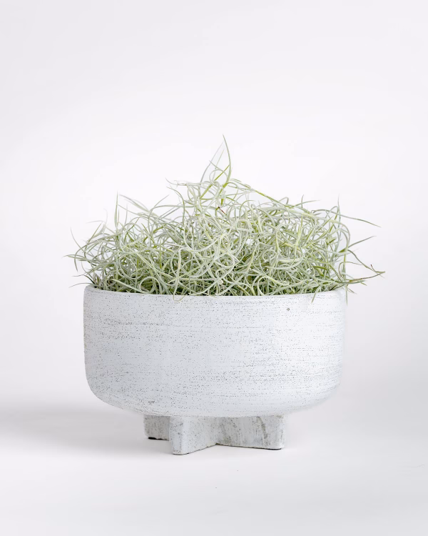 Icaria Bowl Planter