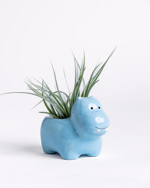 Little Hippo Planter
