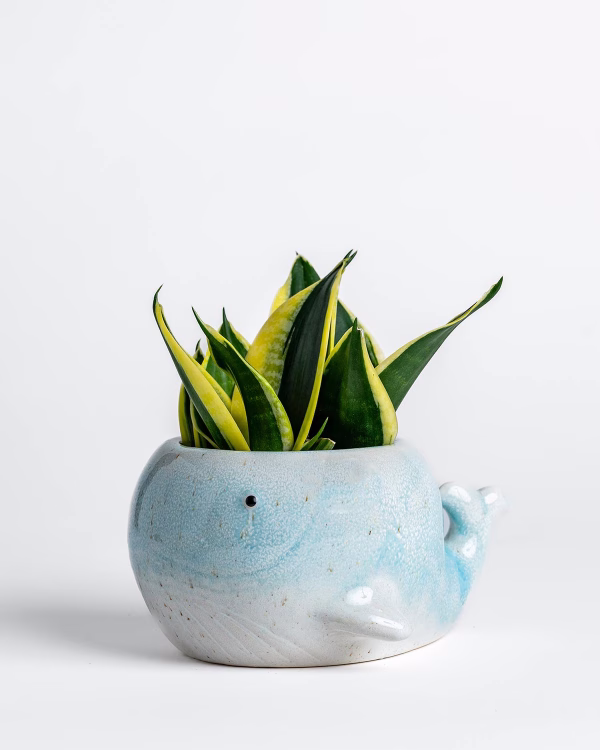 Whale Planter