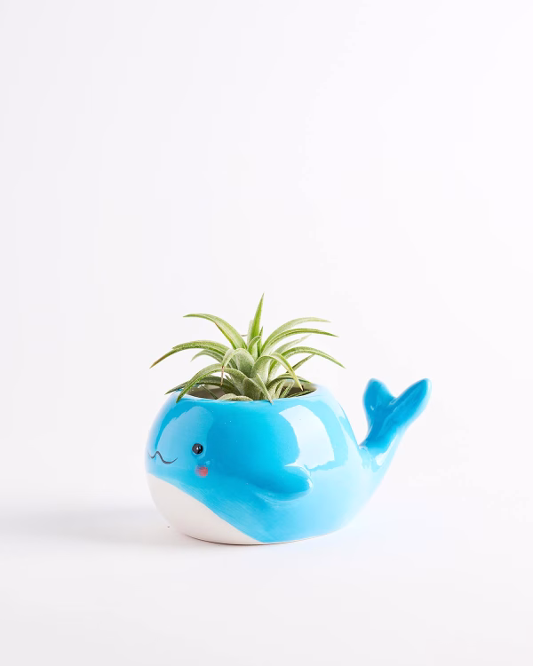 Blue Whale Planter