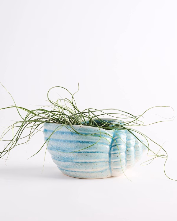 Blue Shell Planter