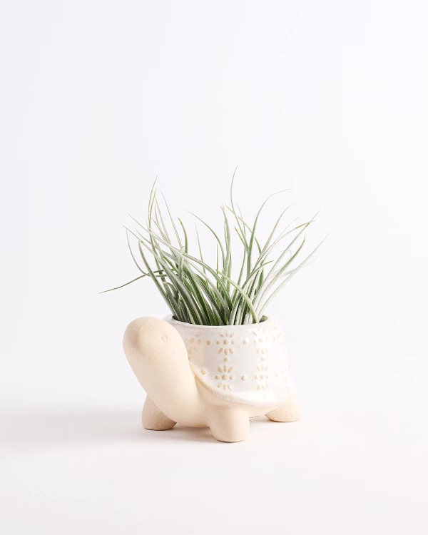 Little Turtle Planter