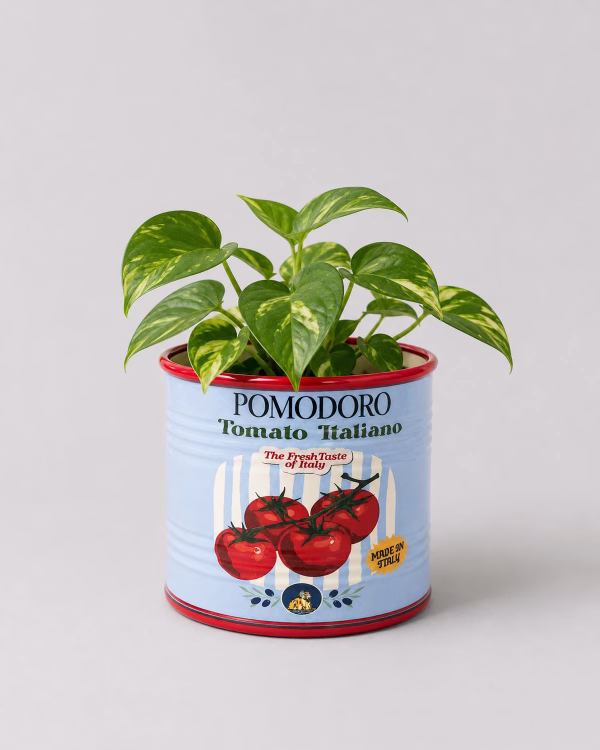 Tomato Can Planter