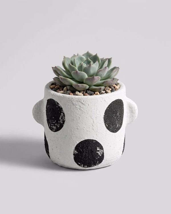 Albus Planter – Small
