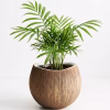 Calypso Pot